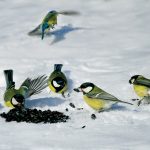 Prilákajte vtáky do záhrady