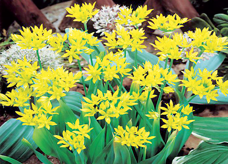 Allium moly