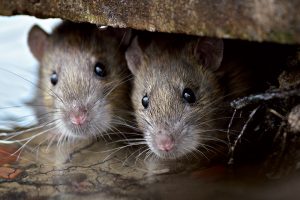Myši a potkany: Nepozvaní návštevníci