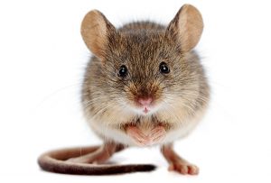 Myši a potkany: Nepozvaní návštevníci