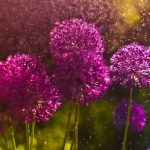 Nechajte sa očariť jemnou krásou záhradných cesnakov