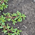 Portulaka na záhone