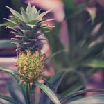 Ananás v črepníku
