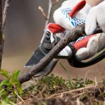 Rez kríčkových ríbezlí