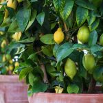 Nezanedbajte starostlivosť o citrusy. Zima je pre ne prelomové obdobie