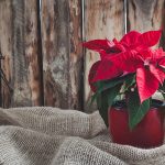 Ako si uchovať vianočnú ružu sviežu