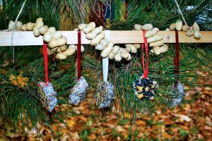 Vianoce aj v záhrade: Vyrábame pochúťku pre vtáky