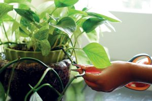 Izbovky: Kúpa nie je jedinou možnosťou, ako získať nové rastliny zadarmo