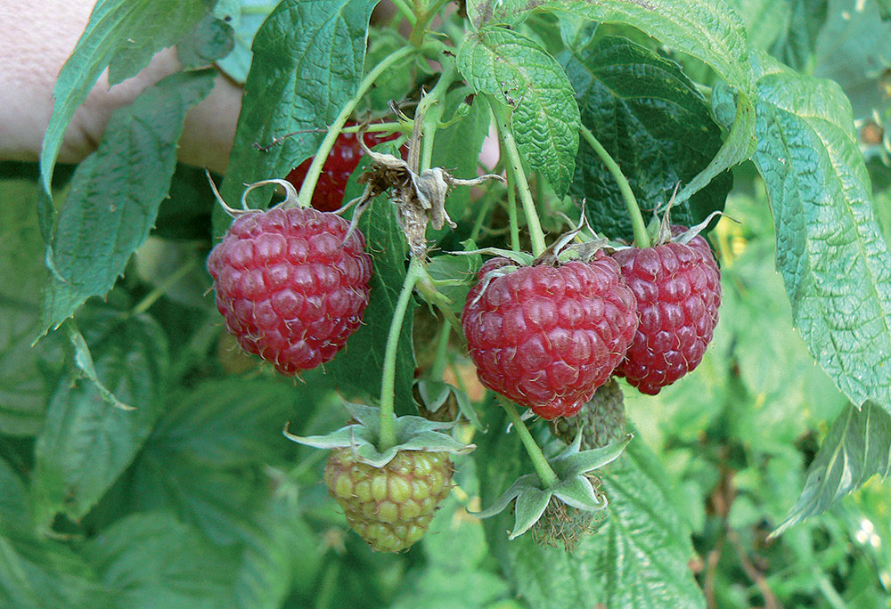 Maliny, odroda Polana