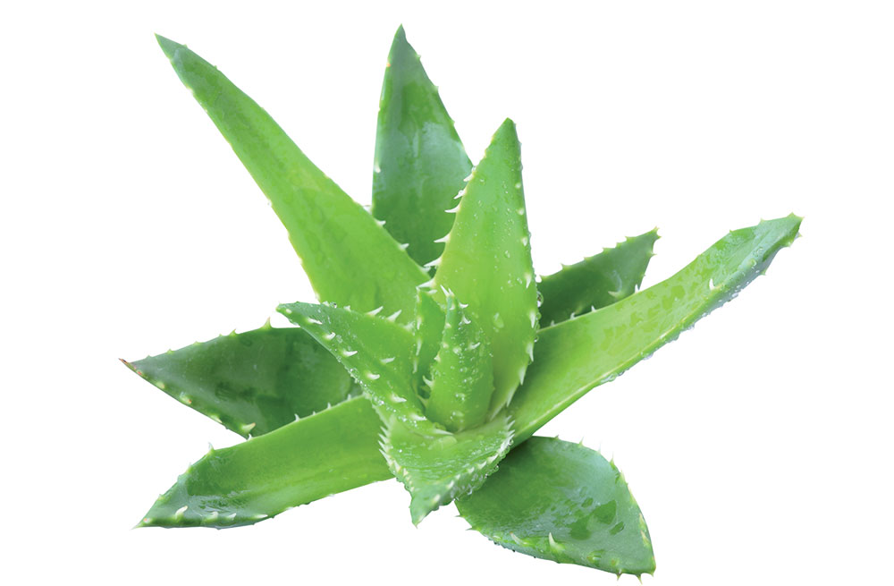 aloe_shutterstock_76351432
