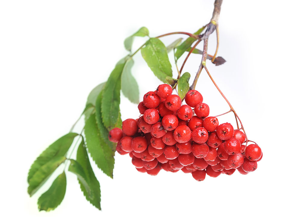 shutterstock_122001682