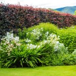 Zabudnite na tuje! Takýto živý plot ozdobí každú záhradu