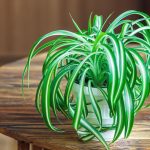 Živé osviežovače vzduchu by nemali chýbať v žiadnej domácnosti