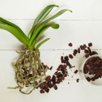 Správne presadená orchidea sa odvďačí záplavou kvetov