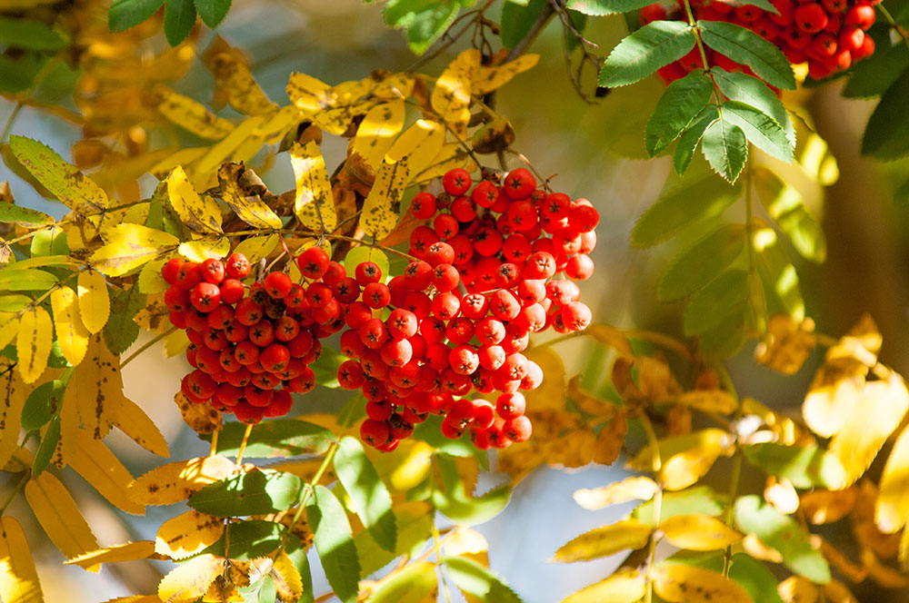 shutterstock_719216743