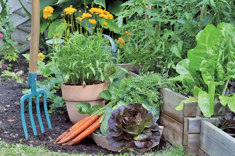 Striedanie plodín: Efektívny spôsob, ako predísť únave pôdy