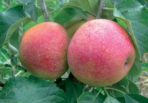 Jablká, odroda Pinova