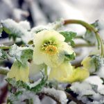 Čemerice potešia kvetom počas zimných dní