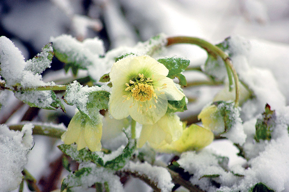Čemerice potešia kvetom počas zimných dní