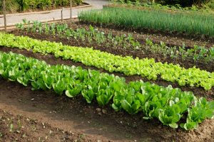 Striedanie plodín: Efektívny spôsob, ako predísť únave pôdy