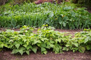 Striedanie plodín: Efektívny spôsob, ako predísť únave pôdy
