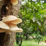 Ako predísť hubovým chorobám ovocných drevín v záhrade