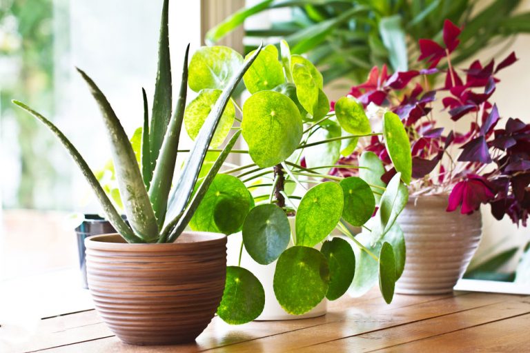 Doprajte izbovým rastlinám starostlivosť aj počas zimného obdobia. Takto im zabezpečíte dobrú kondíciu