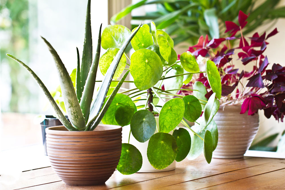 Doprajte izbovým rastlinám starostlivosť aj počas zimného obdobia