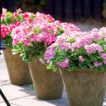 Muškáty v novej sezóne: Z pivnice na balkón