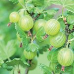 Jarný rez egreša sa postará o bohatú úrodu