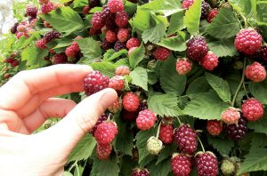 Malinočernice, odroda Boysenberry