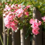 Rez ruží by ste nemali vynechať. Naučíme vás, ako na to