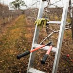 Ako správne rezať jadroviny