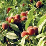 Predchádzame najčastejším ochoreniam broskýň