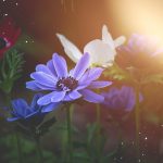 Rozkvitnutý marec: Inšpirujte sa kvetmi jari