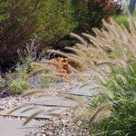 Ako sa postarať o okrasné trávy po zime