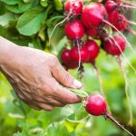 Reďkovka: Nenáročný a rýchly zdroj vitamínov