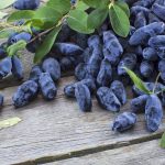 Zoznámte sa s nenáročnou kamčatskou čučoriedkou