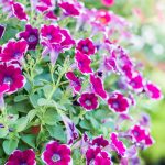 Vypestujme si petúnie zo semien