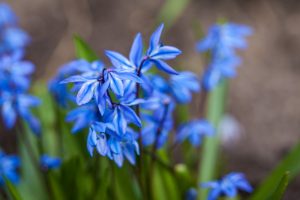 Scilla siberica