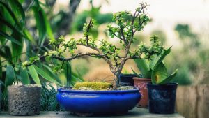 Čo by ste mali vedieť, keď chcete pestovať bonsaj