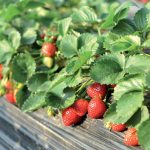 Rýchlenie jahôd: Chutné plody môžeme zberať celú sezónu