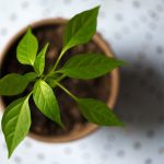 Krok za krokom: Jednotenie mladých zeleninových rastliniek