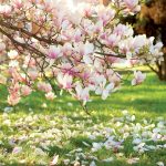 Magnólia, krásna ozdoba jarnej záhrady