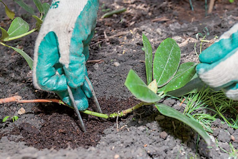 Nedarí sa vám rozmnožiť vistériu, plamienky či rododendron? Vyskúšajte techniku potápania, teraz je na to vhodný čas