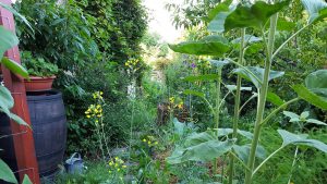 Ekozáhrada, ktorá lieči: Darujte si zdravie z vlastnej záhrady