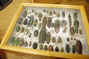 Čarovný svet hmyzu
