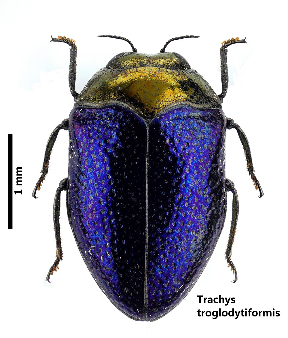 Trachys-troglodytiformis-Obenberger-J.,-1918