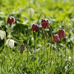 Vyberte si do záhrady tie najkrašie kvety neskorej jari