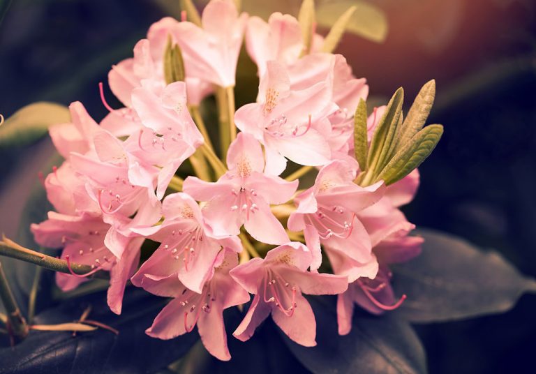 Rozmnožujeme rododendrony: Nové rastliny získame jednoduchým spôsobom